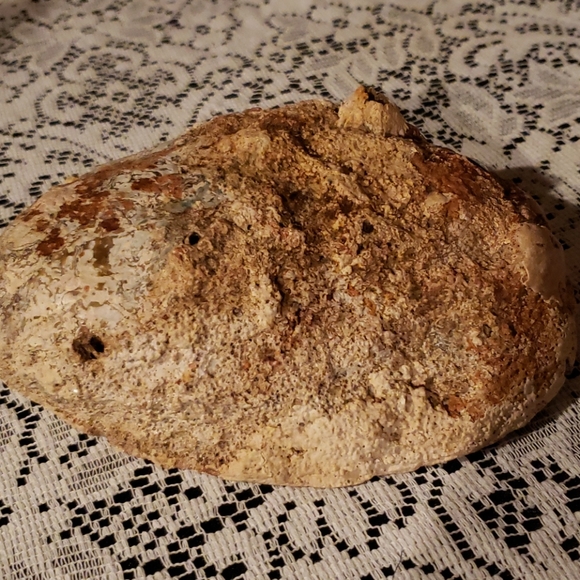 Abalone Shell. - Picture 2 of 7